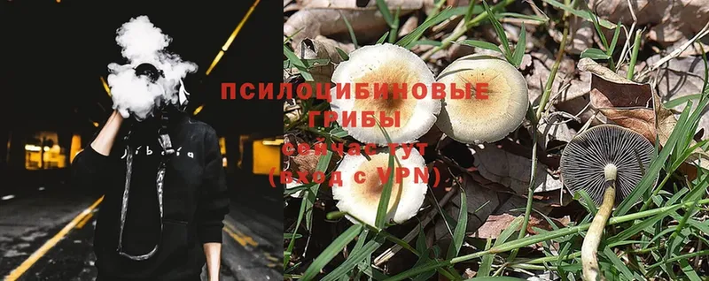 Галлюциногенные грибы Psilocybine cubensis  Курган 